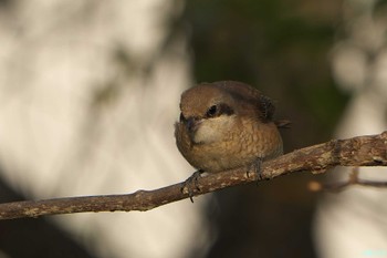 Brown Shrike(lucionensis) Ishigaki Island Sat, 1/6/2024