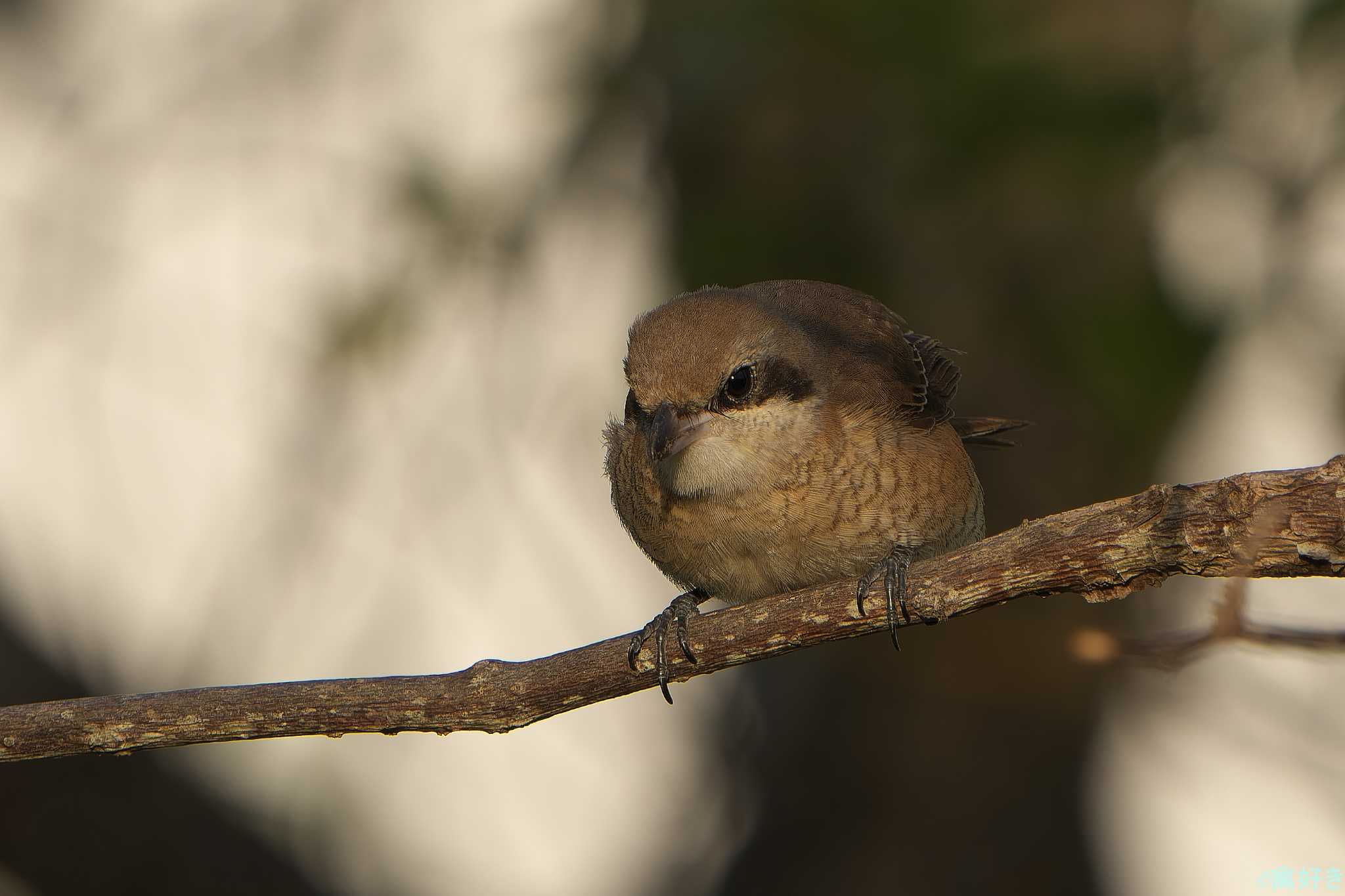 Brown Shrike(lucionensis)