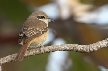 Brown Shrike(lucionensis) Ishigaki Island Sat, 1/6/2024