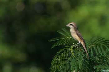 Brown Shrike(lucionensis) Ishigaki Island Sat, 1/6/2024