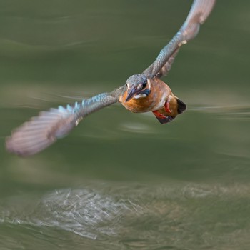 Common Kingfisher 大阪府 Sun, 1/28/2024