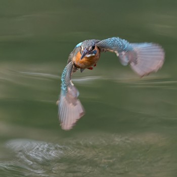 Common Kingfisher 大阪府 Sun, 1/28/2024