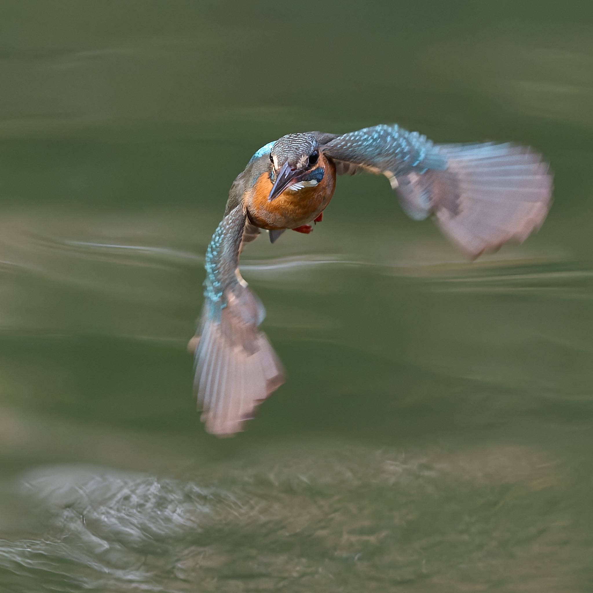 Photo of Common Kingfisher at 大阪府 by 明石のおやじ