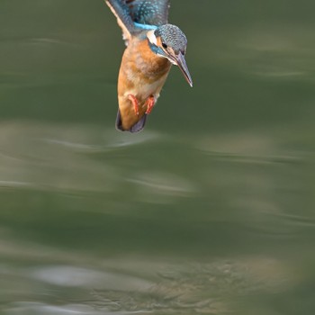 Common Kingfisher 大阪府 Sun, 1/28/2024