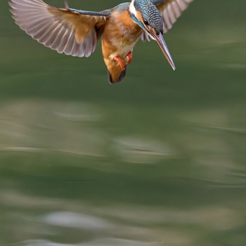 Common Kingfisher 大阪府 Sun, 1/28/2024