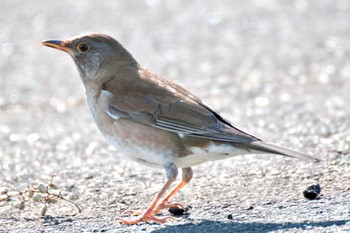 Pale Thrush 小牧市 Sun, 1/28/2024