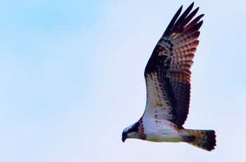 Osprey 小牧市 Sun, 1/28/2024