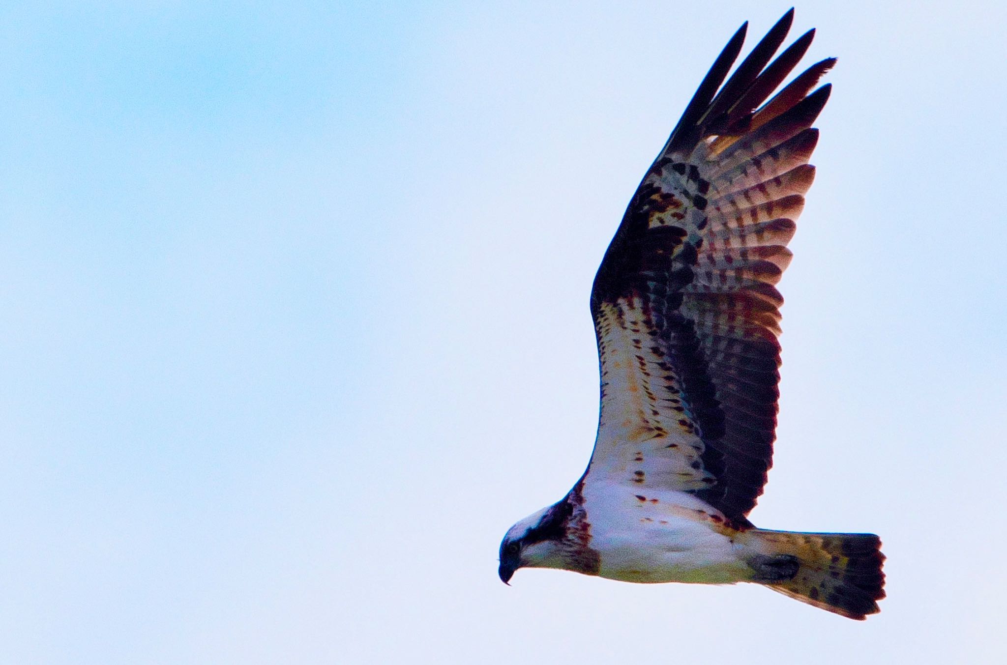 Photo of Osprey at 小牧市 by 鳥撮人