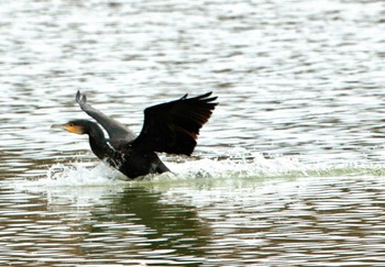 Great Cormorant 小牧市 Sun, 1/28/2024