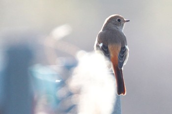 Daurian Redstart Unknown Spots Sun, 1/28/2024