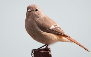 Daurian Redstart 小牧市 Sun, 1/28/2024