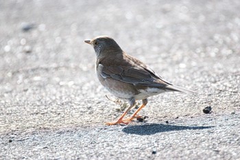 Pale Thrush 小牧市 Sun, 1/28/2024