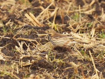 Water Pipit Minuma Rice Field Sun, 1/28/2024