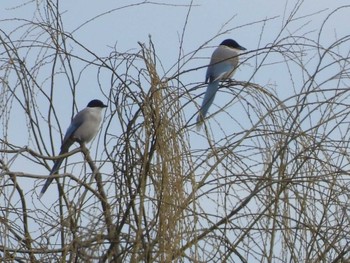 Azure-winged Magpie Minuma Rice Field Sun, 1/28/2024