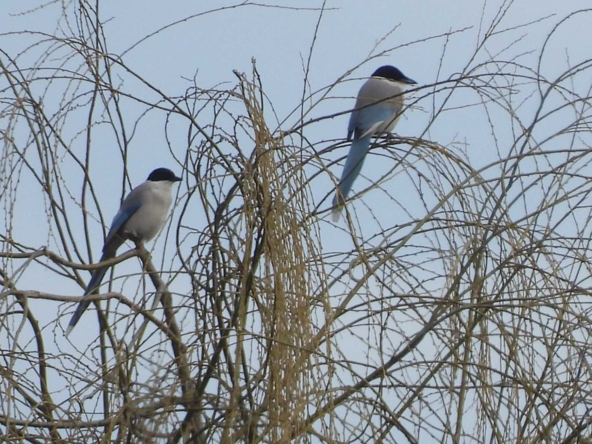 Azure-winged Magpie