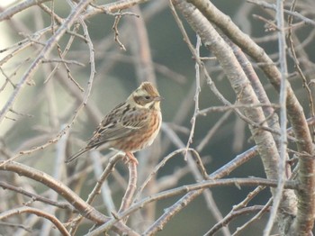 Rustic Bunting Minuma Rice Field Sun, 1/28/2024