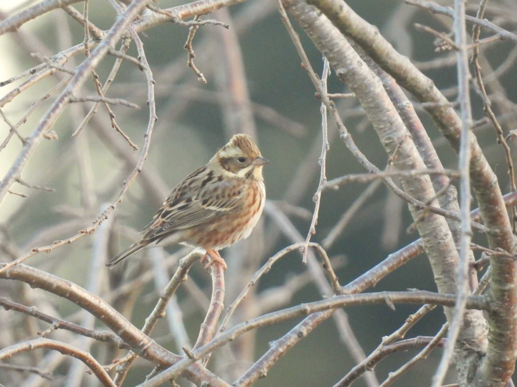 Rustic Bunting