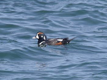 Harlequin Duck 平磯海岸 Sun, 1/28/2024