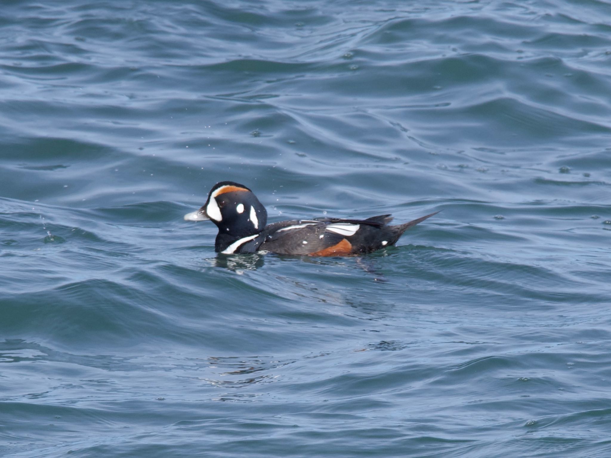 Photo of Harlequin Duck at 平磯海岸 by スキーヤー