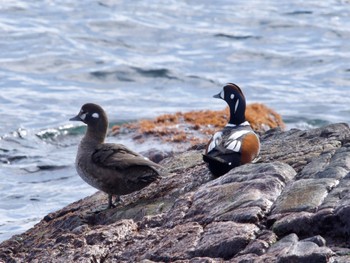 Harlequin Duck 平磯海岸 Sun, 1/28/2024