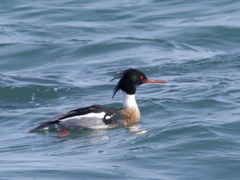 Red-breasted Merganser 平磯海岸 Sun, 1/28/2024