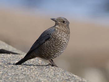 Blue Rock Thrush 平磯海岸 Sun, 1/28/2024