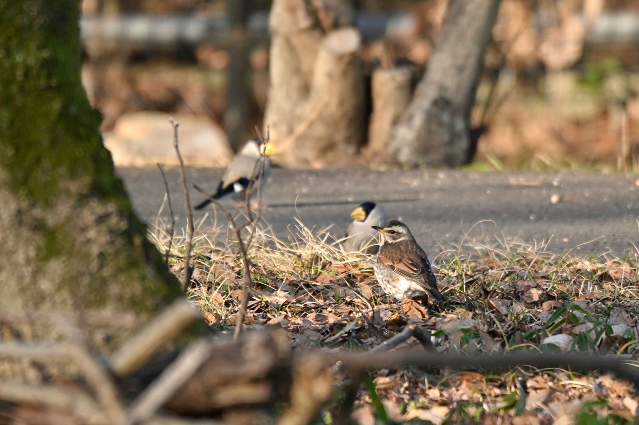 Dusky Thrush