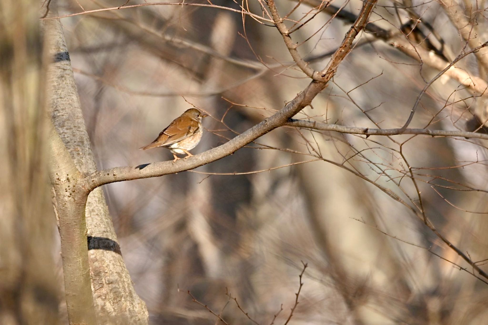 Pale Thrush