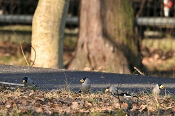 Japanese Grosbeak 山梨県森林公園金川の森(山梨県笛吹市) Sun, 1/28/2024