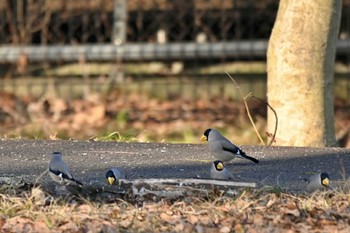 Japanese Grosbeak 山梨県森林公園金川の森(山梨県笛吹市) Sun, 1/28/2024