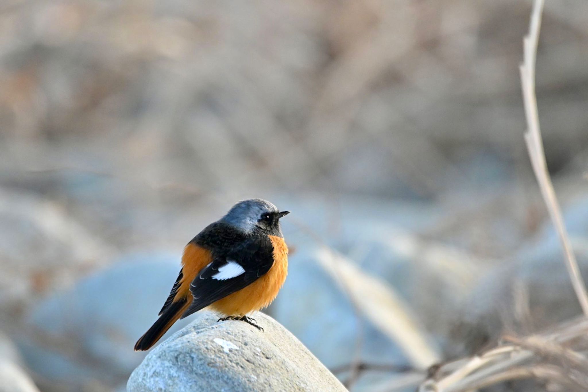 Daurian Redstart