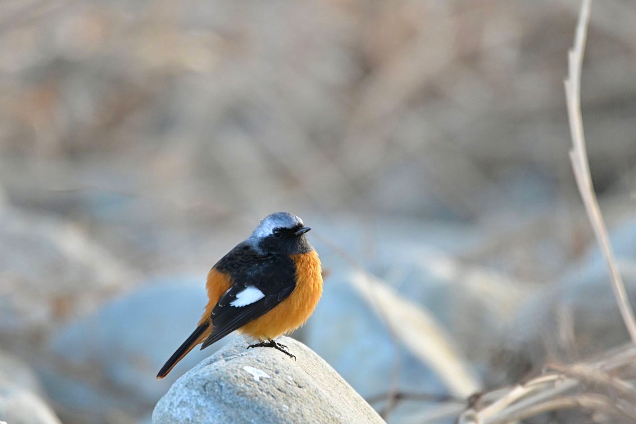 Daurian Redstart