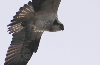 2024年1月28日(日) 大和川河口の野鳥観察記録