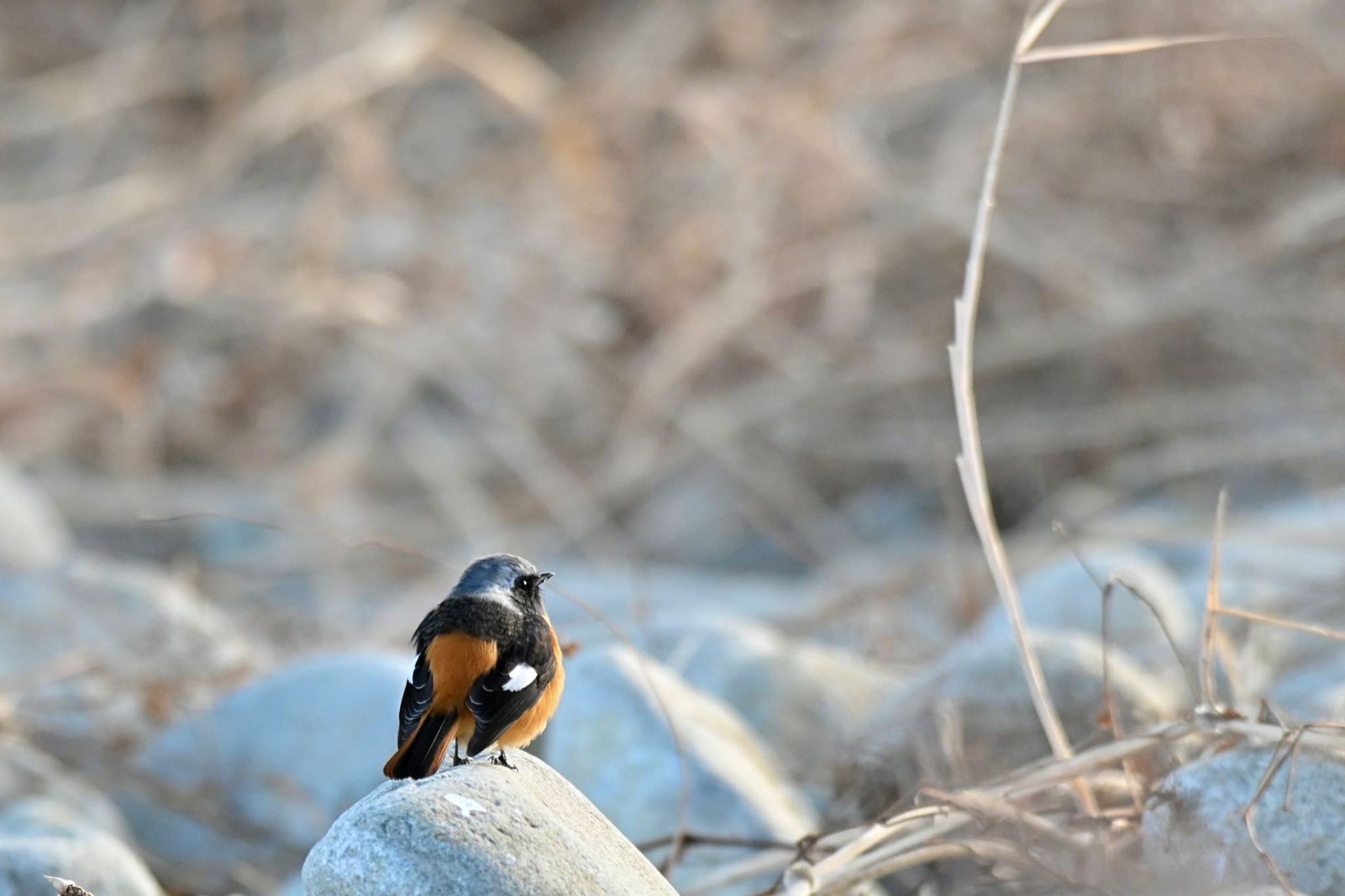 Photo of Daurian Redstart at 山梨県森林公園金川の森(山梨県笛吹市) by 關本 英樹