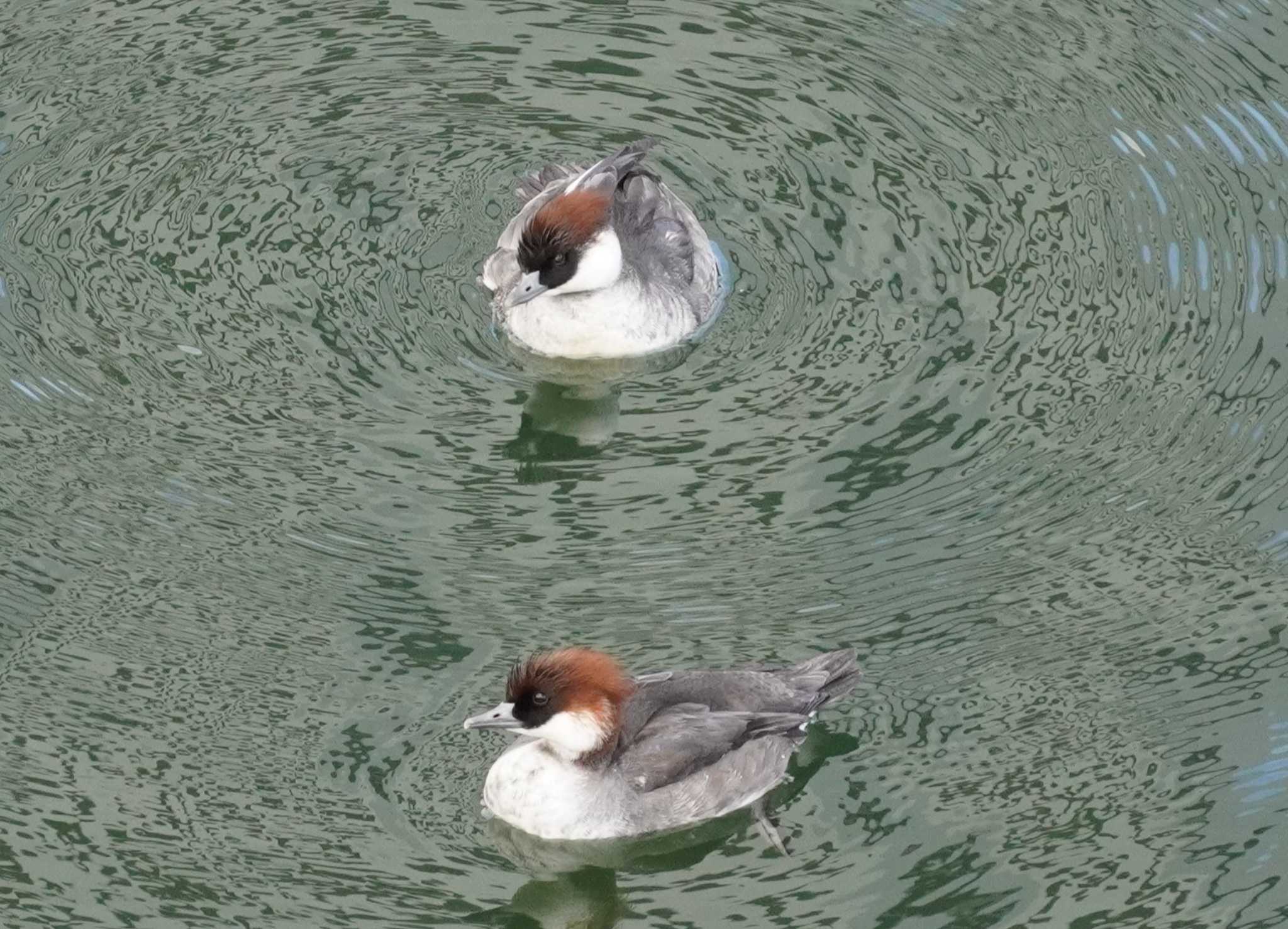 Smew