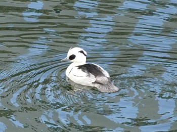 Smew Osaka castle park Sat, 1/27/2024