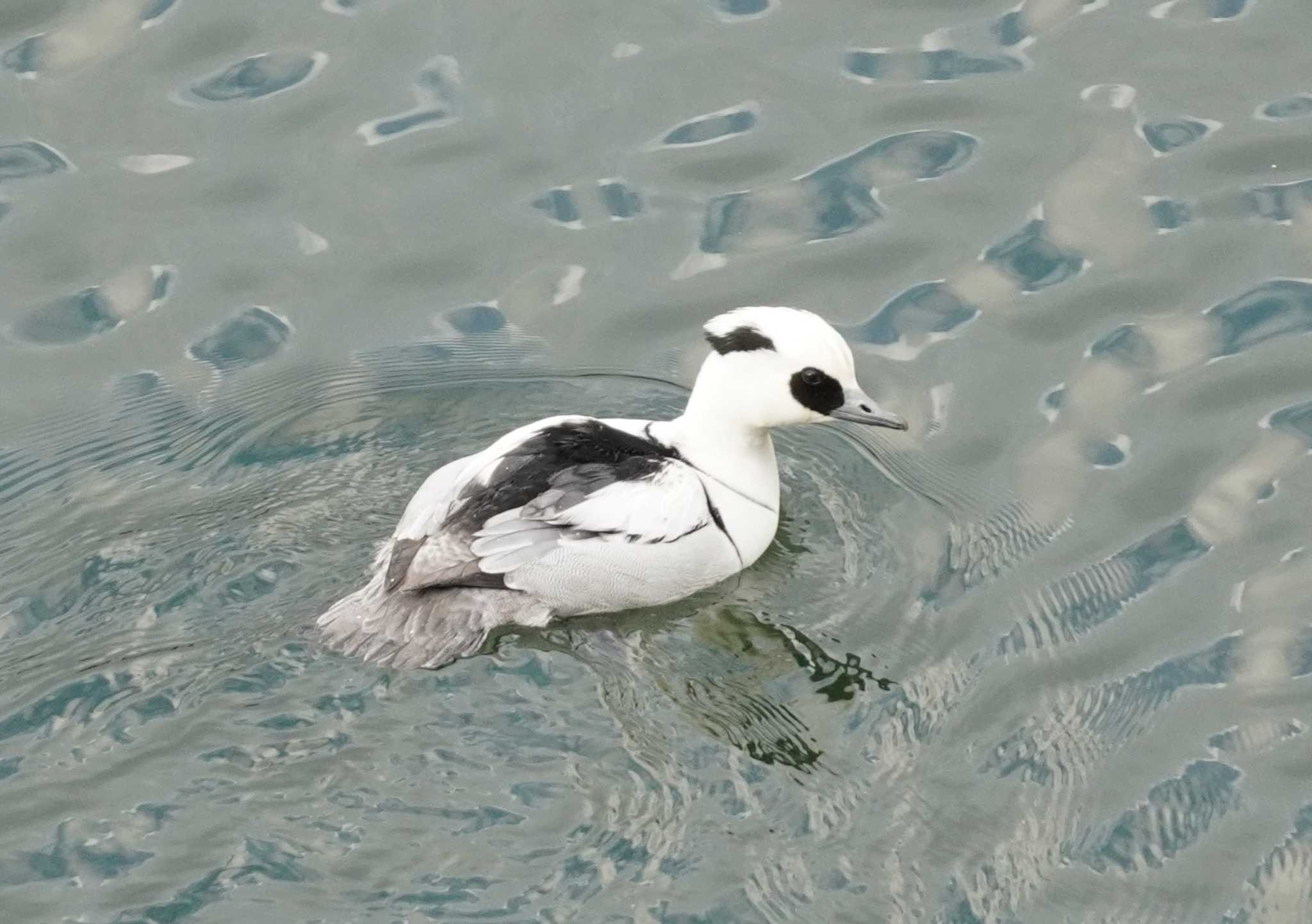 Smew