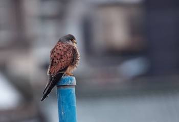 Common Kestrel 小牧市 Thu, 1/25/2024