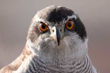 Eurasian Goshawk 小牧市 Thu, 1/25/2024