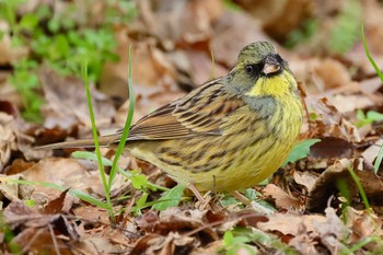 アオジ 庄内緑地公園 2024年1月28日(日)