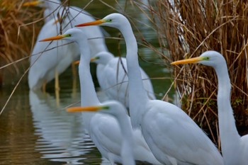 ダイサギ 庄内緑地公園 2024年1月28日(日)