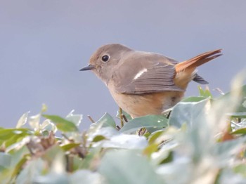 2024年1月26日(金) 京都御苑の野鳥観察記録