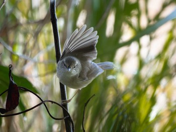 Tue, 1/16/2024 Birding report at 長崎県