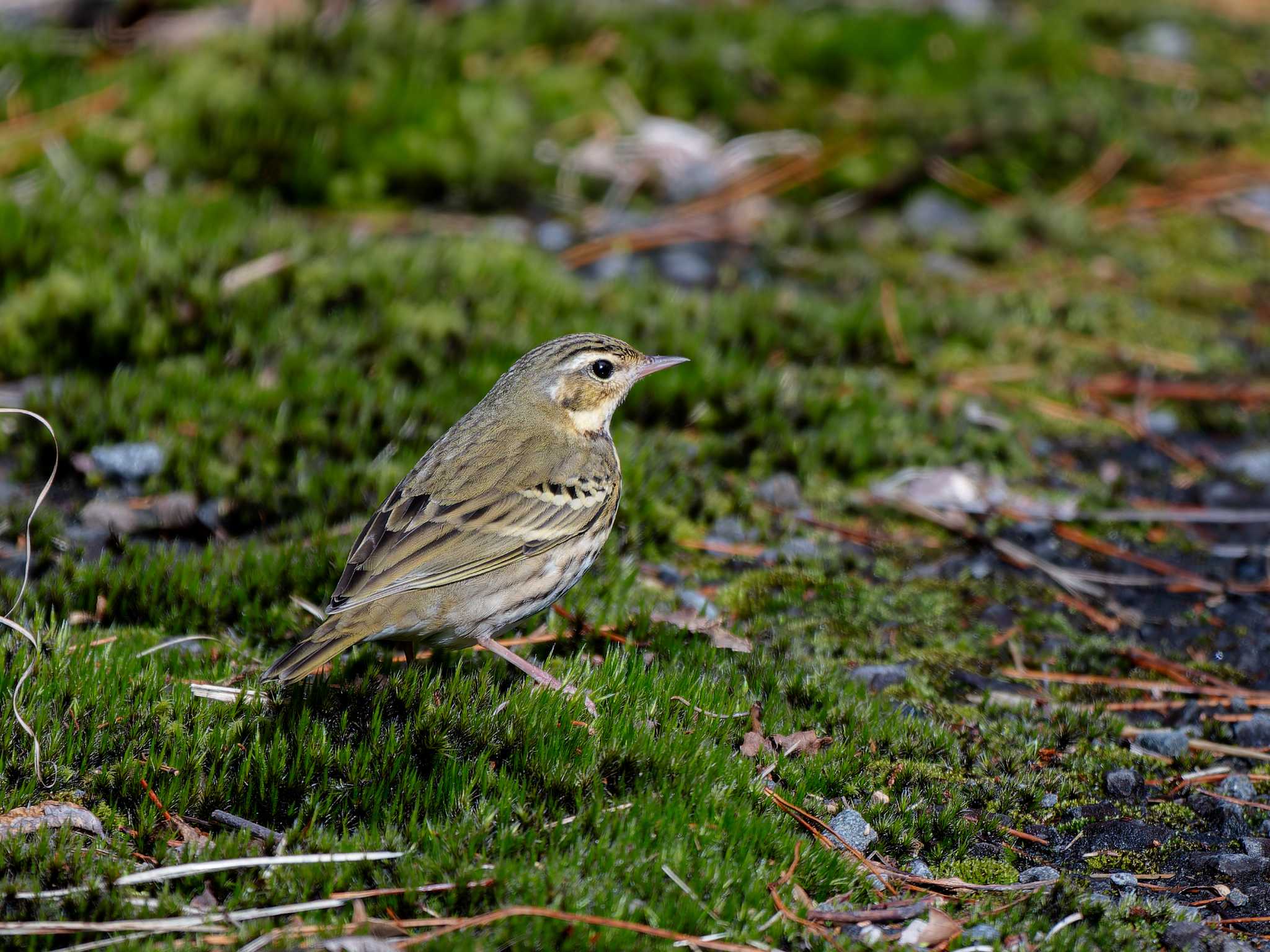 Olive-backed Pipit