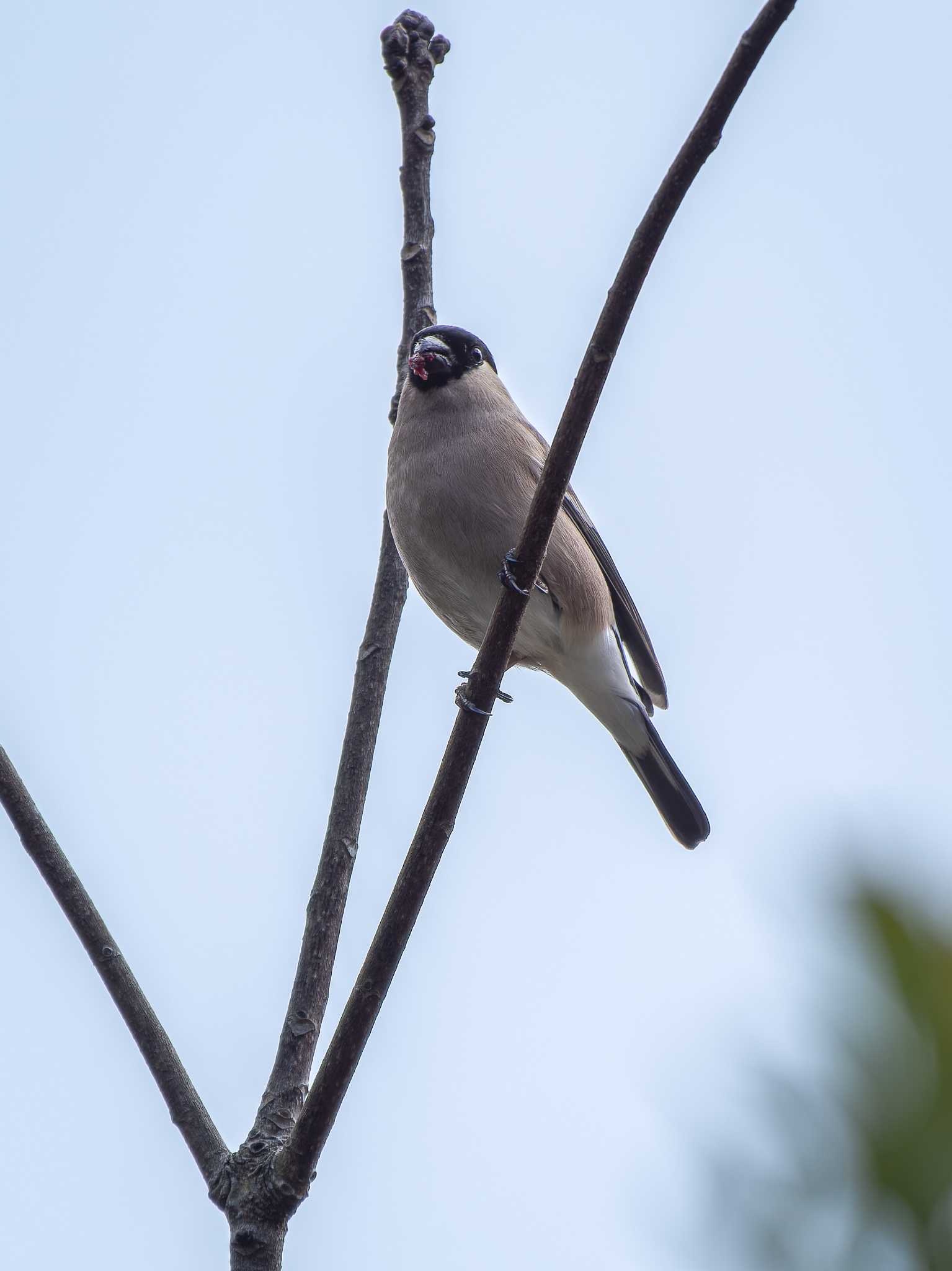 Photo of Eurasian Bullfinch(rosacea) at 長崎県 by ここは長崎