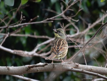 Masked Bunting 長崎県 Thu, 1/25/2024