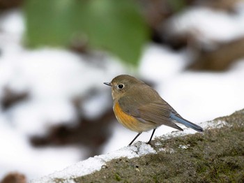 Thu, 1/25/2024 Birding report at 長崎県