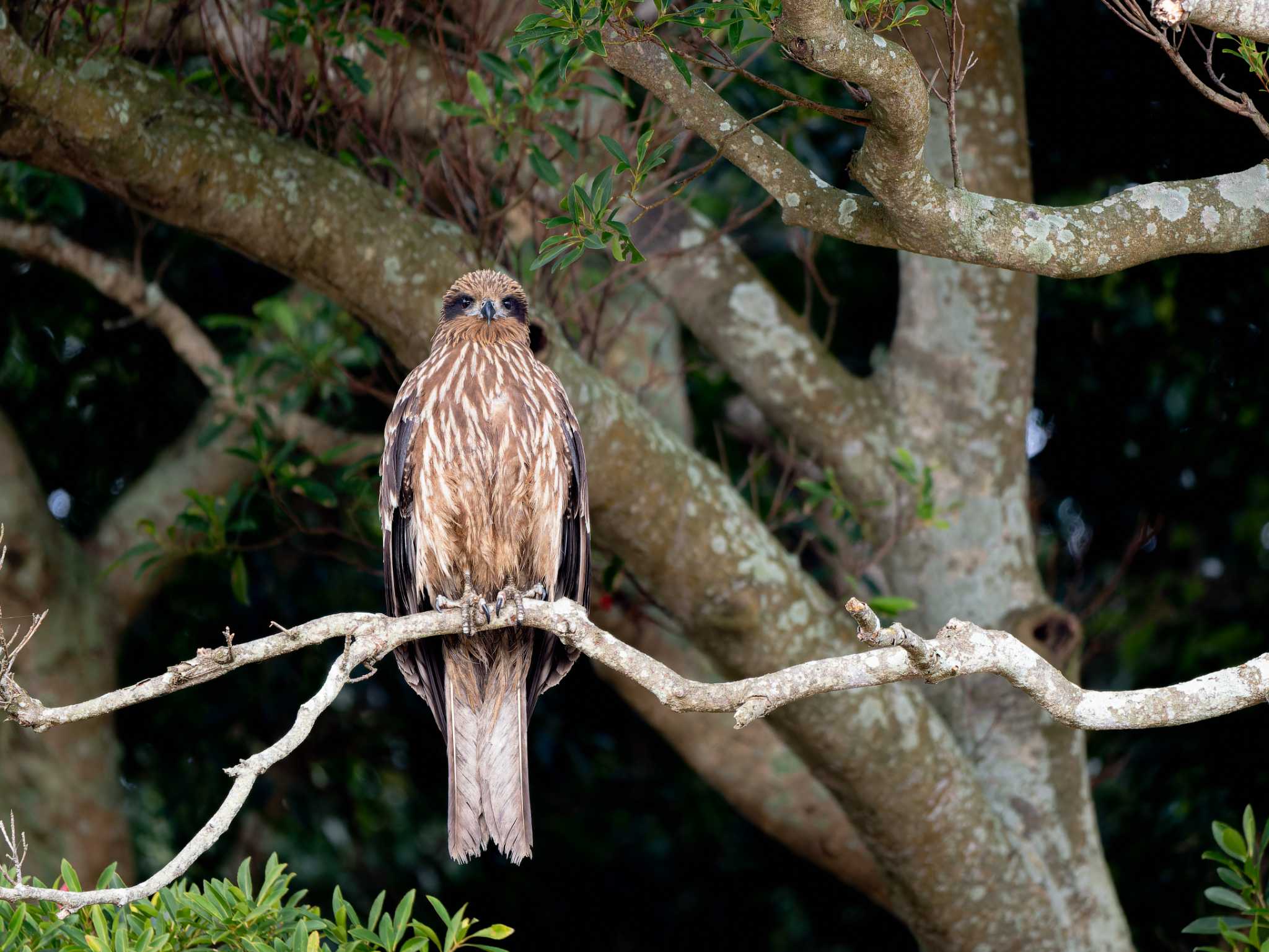 Black Kite