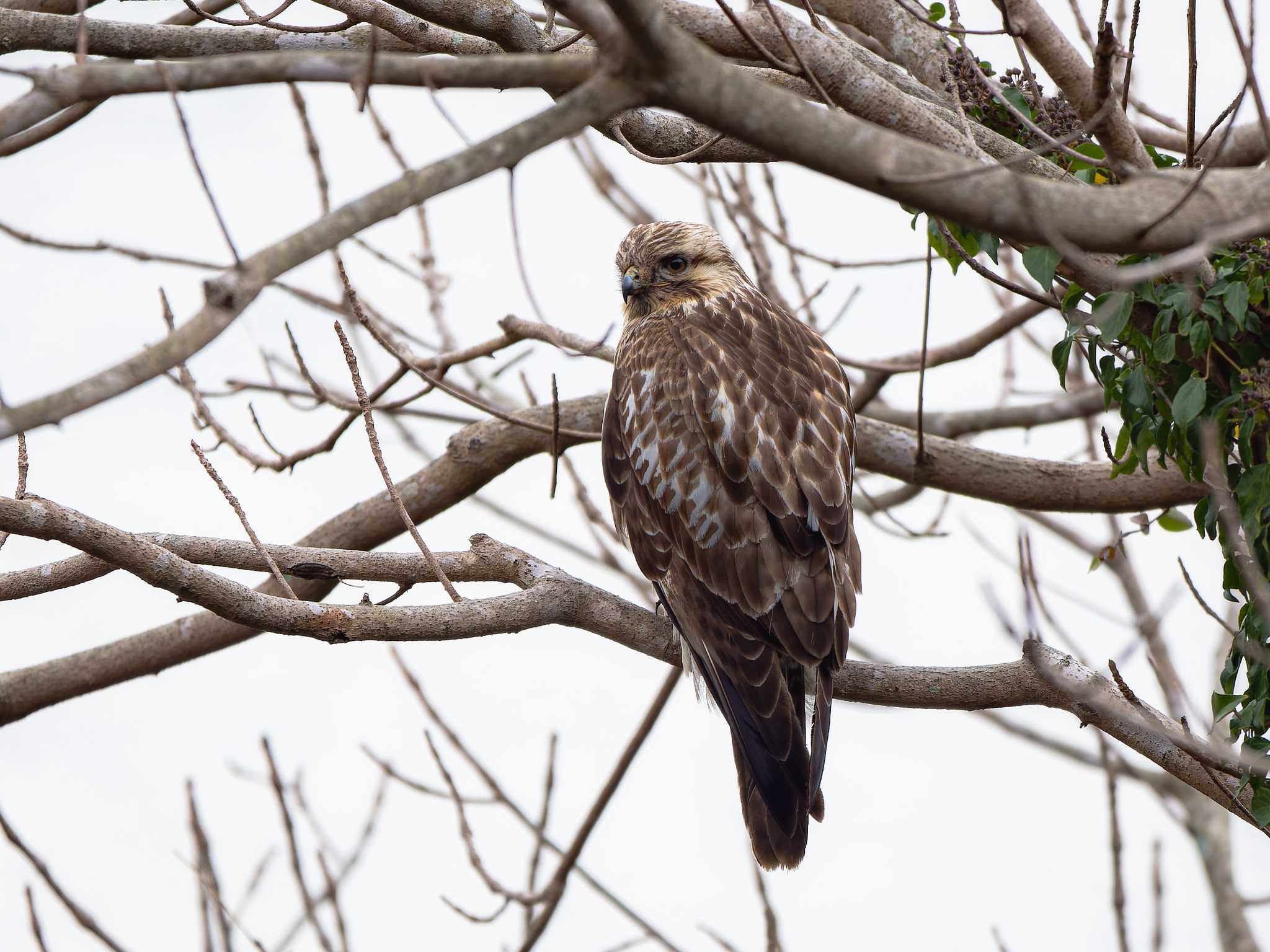 Photo of Eastern Buzzard at 長崎県 by ここは長崎