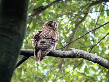 Sun, 1/28/2024 Birding report at 長崎県